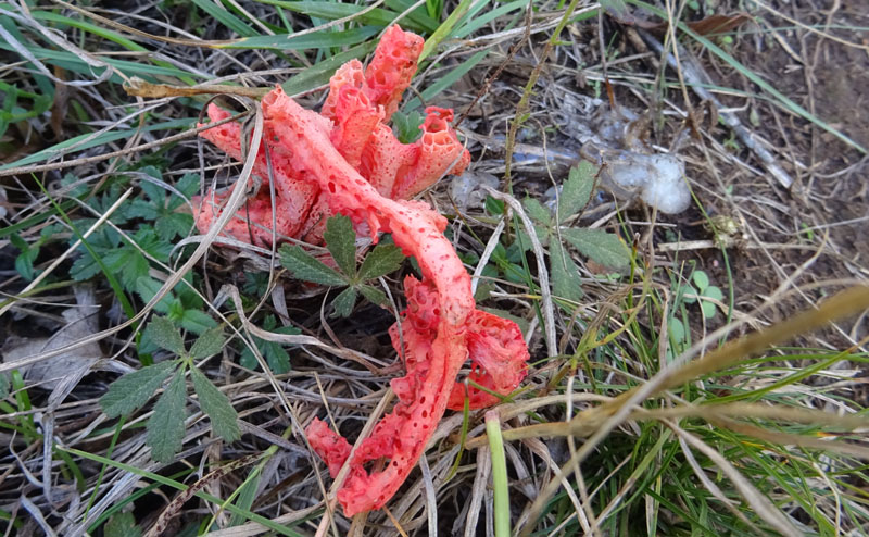 Clathrus ruber